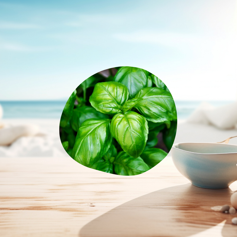 Huile essentielle de basilic tropical plante