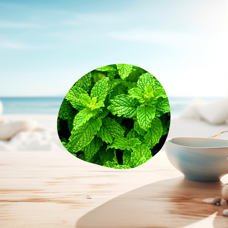Huile essentielle Menthe Poivrée utilisation