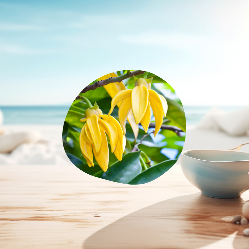 Huile essentielle d'Ylang Ylang propriétés