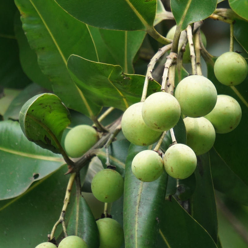 Huile de calophylle tamanu bio