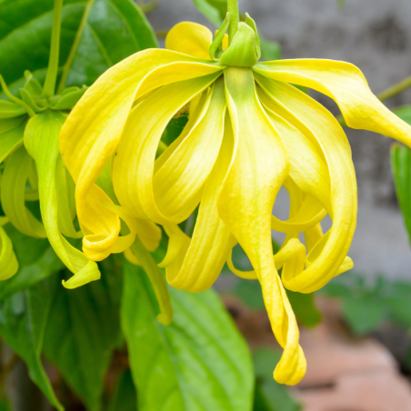 Huile de soin Ylang Ylang