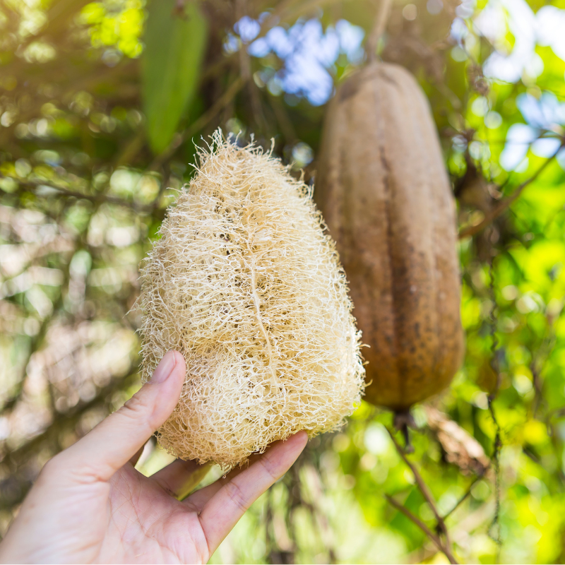 loofah éponge végétale