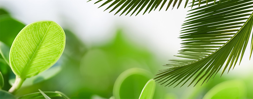 Soins naturels cosmétiques green aux ingrédients actifs