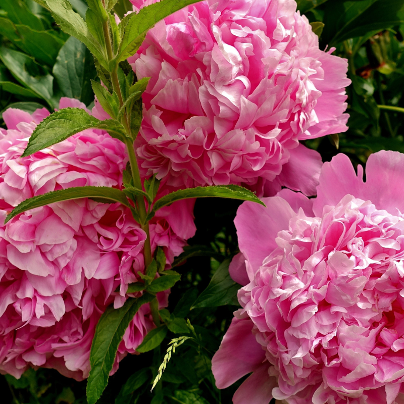 Bougie octobre rose pivoine