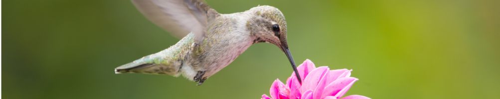 Bougie octobre rose petit colibri 2026