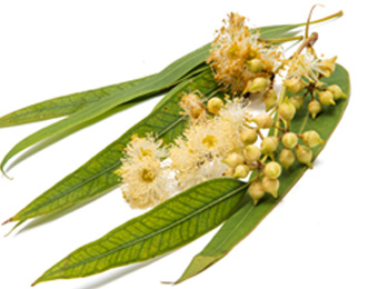 Huile essentielle eucalyptus citronné bio