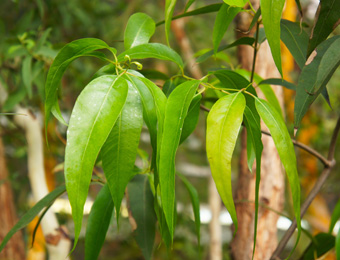 Huile essentielle d'Eucalyptus radié bio utilisation