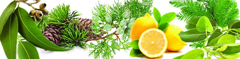 Fondants parfumés aux huiles essentielles