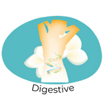 Huile essentielle digestive