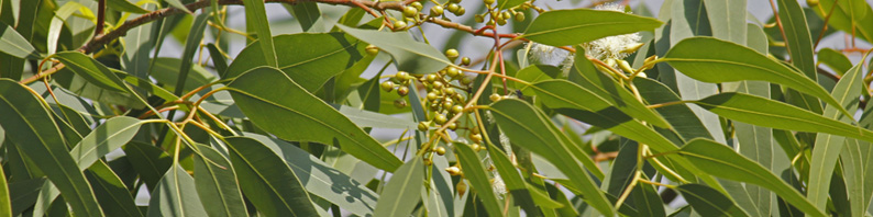 Huile essentielle d'Eucalyptus citronné