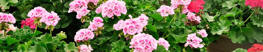 huile essentielle de géranium bourbon bio