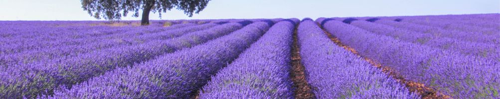 Huile essentielle de lavande vraie bio