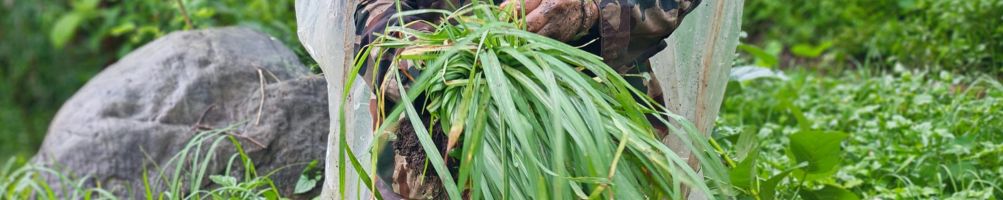 huile essentielle de lemongrass bio