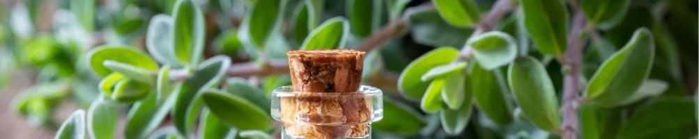 huile essentielle d'estragon