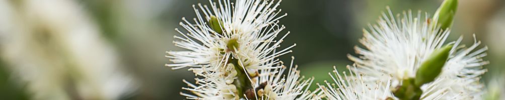 huile essentielle de niaouli 