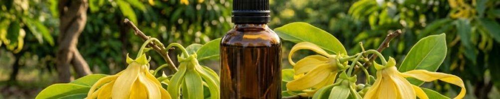 huile essentielle ylang ylang