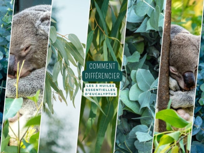 Comment différencier les huiles essentielles d'Eucalyptus ?
