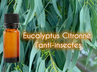 Huile essentielle anti-insectes : Eucalyptus Citronné